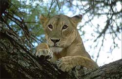 Lion @ Lake Manyara National Park